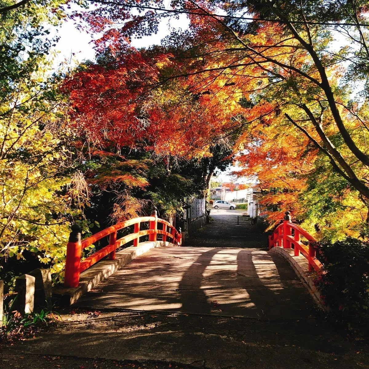 Red and orange autumn leaves surrounding a shrine building — the contrast of vermilion architecture and fall foliage