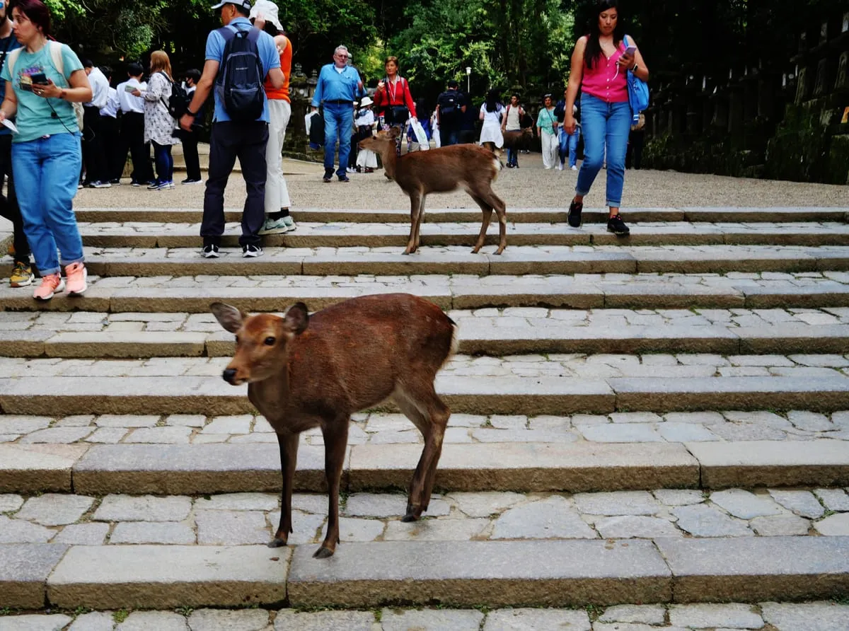 Sacred deer at Kasuga Taisha, Nara
