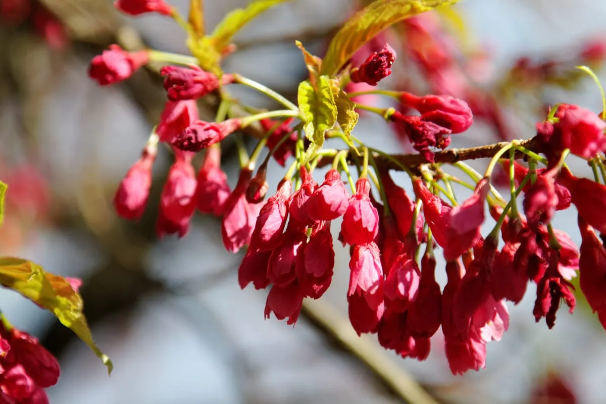 Heian Shrine in Kyoto, with the weeping cherry trees in full bloom against the white tower