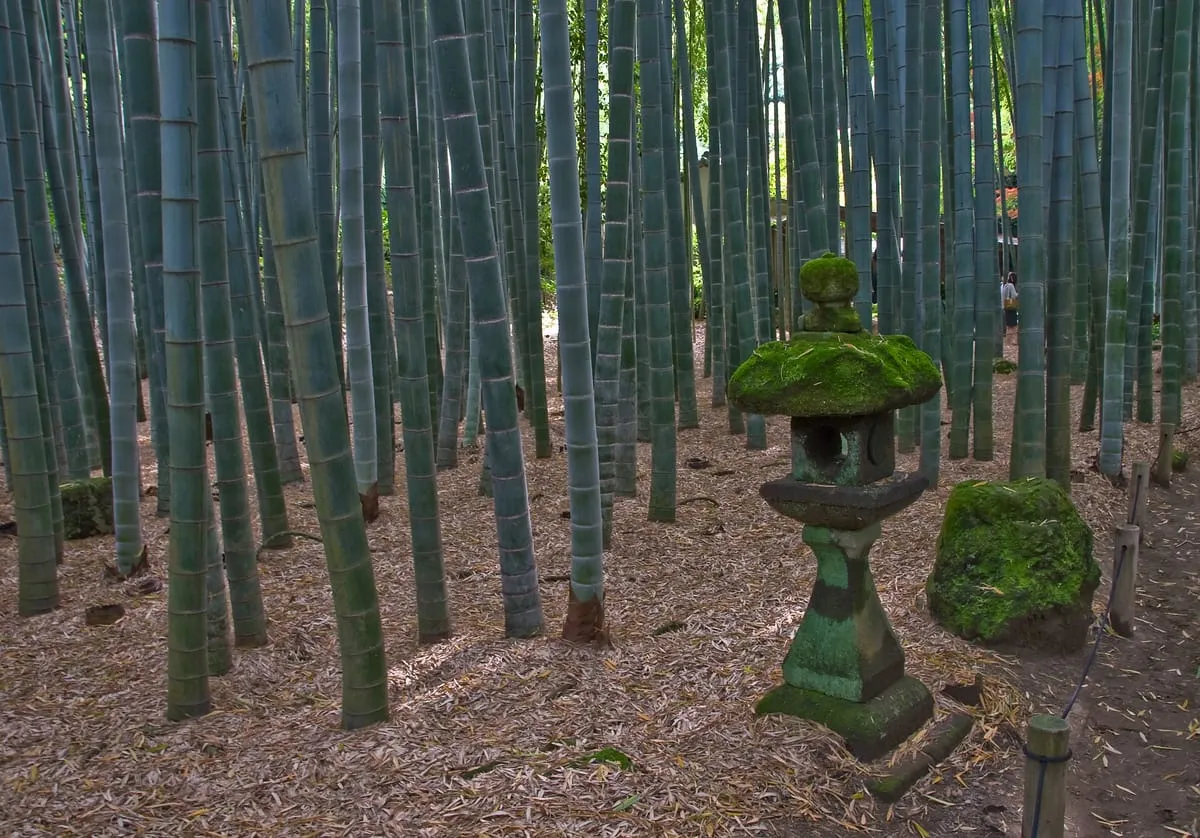 報国寺の竹の庭