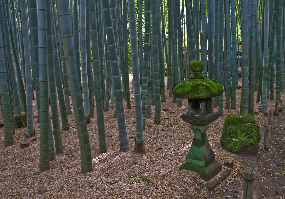 報国寺の竹の庭
