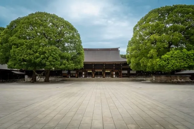 明治神宮の夫婦楠。二本の楠が寄り添うように立つ