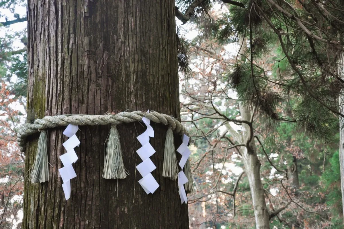 注連縄が巻かれた御神木。神が宿る依り代として信仰される