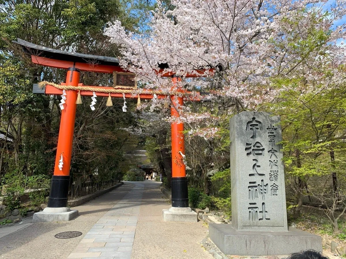 桜と鳥居（宇治上神社、京都）