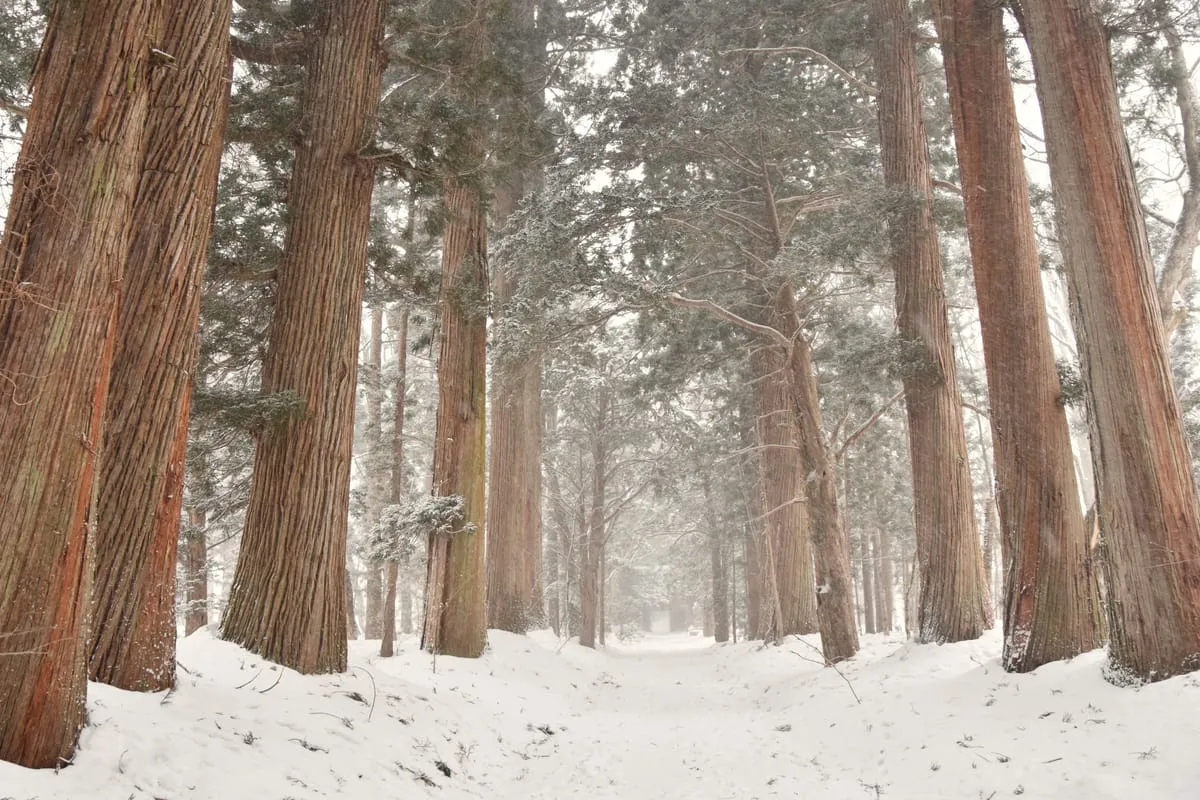 The cedar-lined approach to Togakushi Shrine buried in deep snow — pure white silence