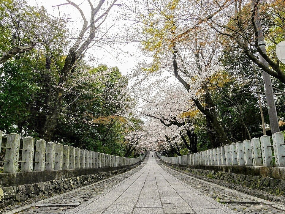 「さくらの日」に知っておきたい桜と神社の深い関係と御朱印マナーのサムネイル