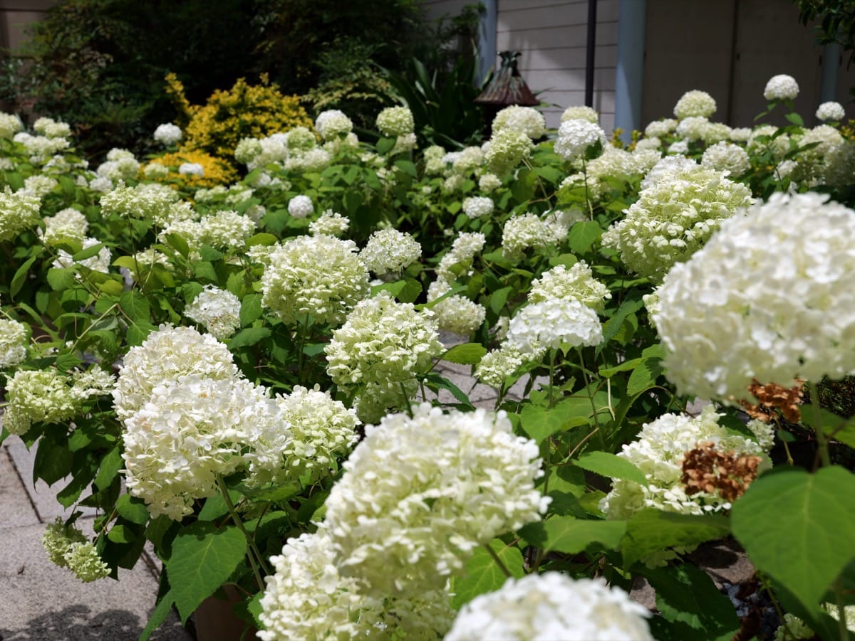 June Is Hydrangea Goshuin Season — The World of Limited Goshuin in Full Rainy-Season Color, 2026