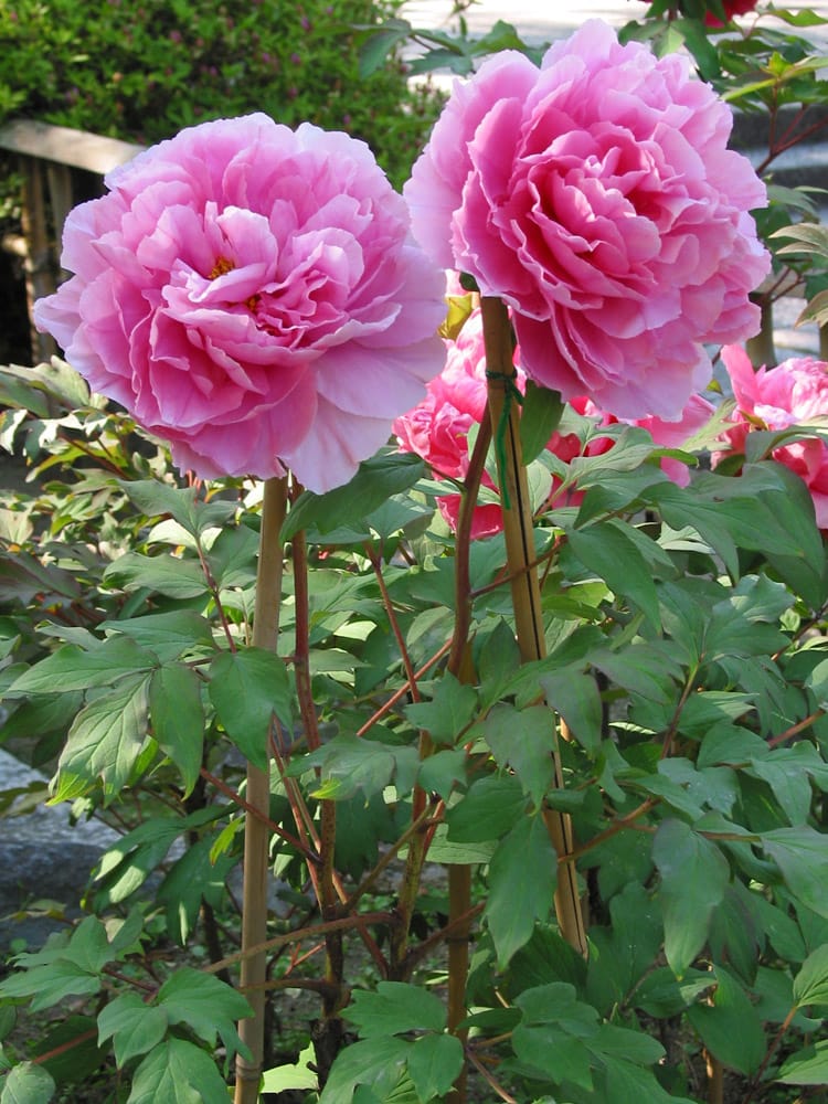 長谷寺（奈良）の牡丹まつり2026──7,000株の牡丹と「花の御寺」の御朱印のサムネイル