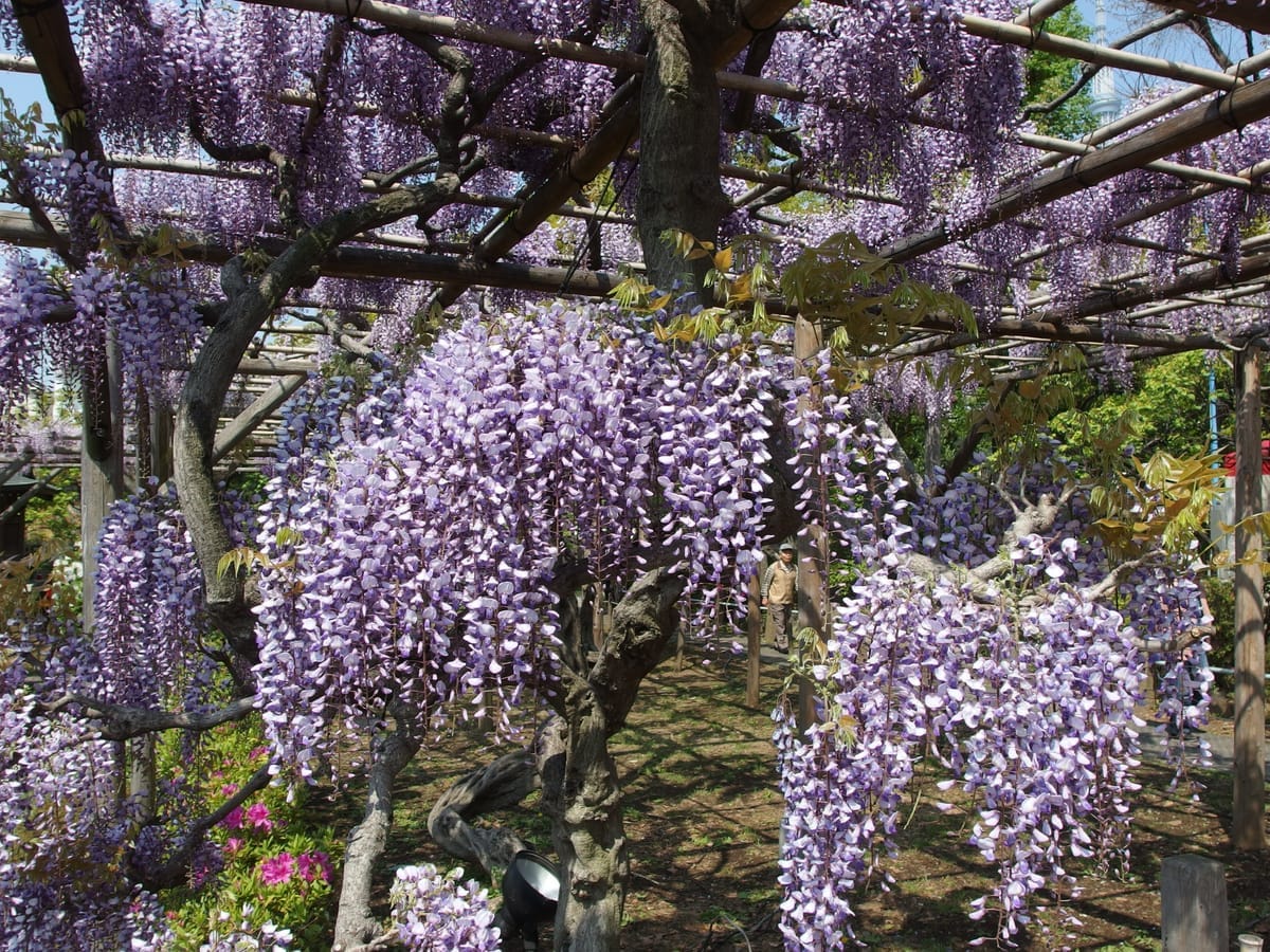 亀戸天神社 藤まつり2026｜100株・17棚の藤と限定御朱印、4月30日まで