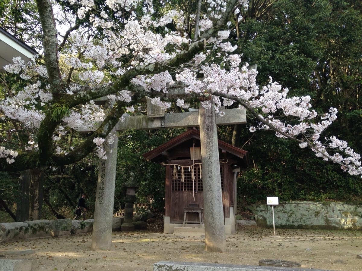 根津神社つつじまつり2026｜100種3,000株が咲き乱れる東京随一の春景色のサムネイル
