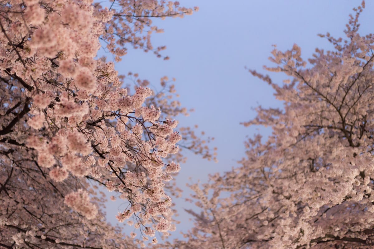 桜神宮「火渡神事御朱印」4月12日限定500枚頒布｜火伏せの神社で炎を渡る神事