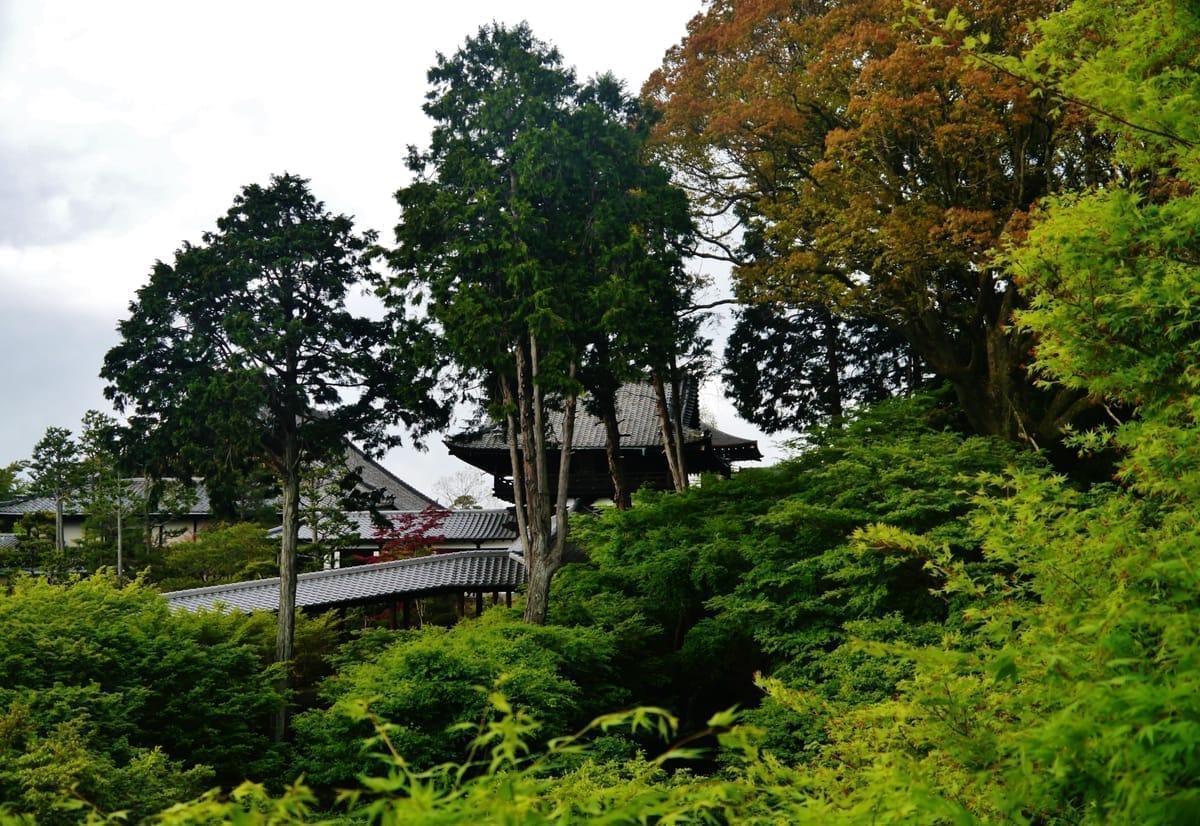 東福寺 ZEN NIGHT KYOTO 2026 ── 通天橋の青もみじと光、禅の庭に夜が来るまで