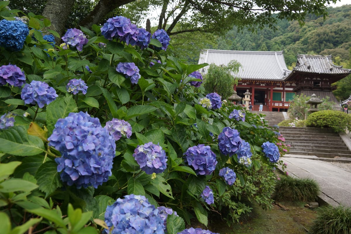 Yatadera Temple (Nara) Ajisai Mairi 2026 — 10,000 Hydrangeas and Paper-Cut Goshuin